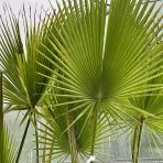 Mexická palma (Washingtonia robusta) – výška 200-250 cm, kont. C70L (-4°C) 